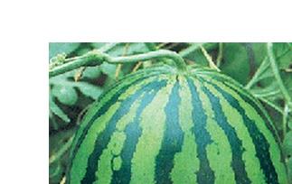 西瓜食疗作用和西瓜菜肴（西瓜的饮食）