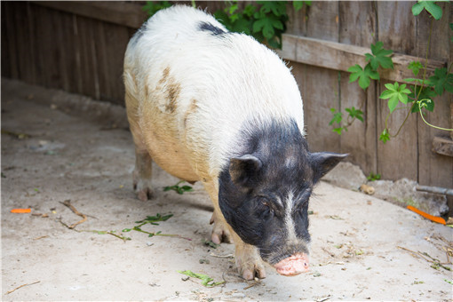 2021野猪可以人工养殖吗