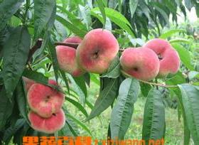 蟠桃果的品种和营养价值 蟠桃营养价值与桃区别