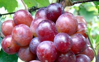 吃葡萄的好处,吃葡萄有什么好处 吃葡萄有哪些好处?