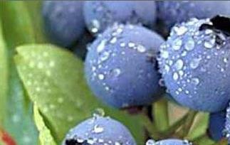 蓝莓功效作用与用途 蓝莓的功效与作用蓝莓