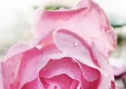 玫瑰精油的功效与用法 爱善玫瑰精油的功效与用法