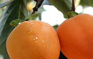 柿子的功效和营养成份 柿子有哪些营养和功效