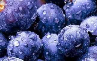 蓝莓的作用和食用方法（蓝莓的食用功效）