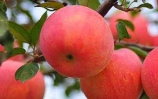 吃苹果可预防肿瘤 肿瘤能吃苹果吗