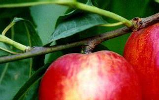油桃简介,油桃与普通桃的区别 桃李和油桃区别