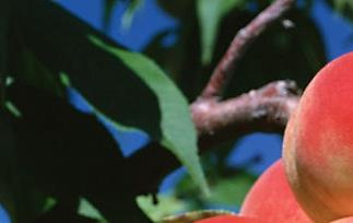 水蜜桃种植和施肥管理（水蜜桃施肥技术及方法）