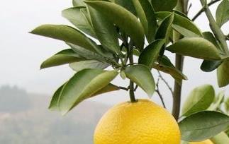 柚子营养价值和柚子减肥方法（柚子营养价值和柚子减肥方法哪个好）