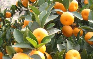 蜜橘的营养价值和蜜橘的药用价值（蜜橘的营养价值和蜜橘的药用价值区别）