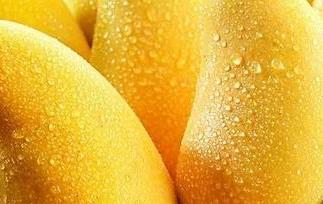 芒果品种和栽培方法 芒果品种和栽培方法图片