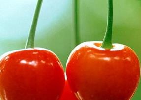 樱桃养生功效及樱桃的吃法 樱桃的吃法和功效
