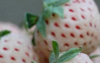 菠萝莓吃法（菠萝和草莓的食用方法）