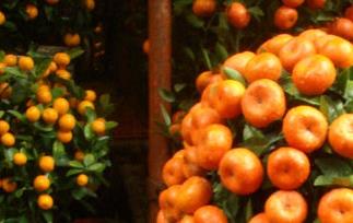 小金橘（小金橘子树怎么养殖）