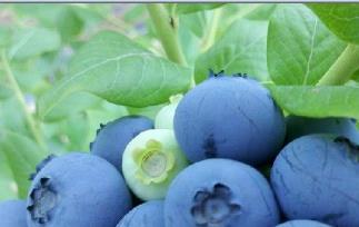 吃蓝莓的好处（吃蓝莓的好处和坏处有哪些）