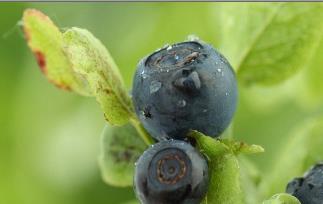 野生蓝莓能保护视力吗（蓝莓真的可以改善视力）