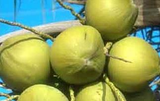 椰子养生功效和食用方法（椰子的食用功效）