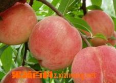 水蜜桃的种植技巧 水蜜桃的种植技巧视频