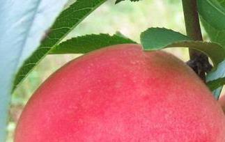 桃子的功效 桃子的功效与作用及营养价值