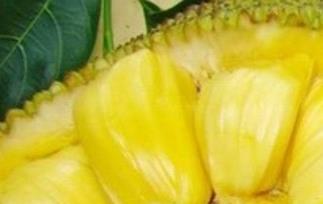 菠萝蜜的功效和菠萝蜜的吃法（菠萝蜜的吃法与功效）