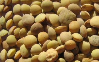 小扁豆的功效和营养分析 小扁豆的功效和营养分析视频