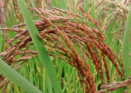 红米种植高产管理技巧，红米种植前种子怎么处理