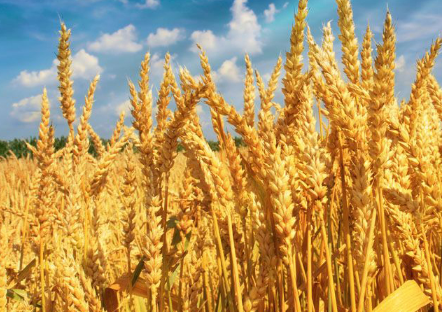 小麦除草最佳时间，小麦除草需要用什么药物