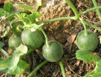 袖珍小西瓜的高产种植管理技术 小西瓜如何养殖