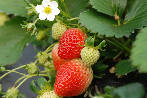 草莓出现裂口是怎么回事，要如何预防草莓裂口
