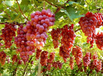 葡萄种植管理技巧分享，葡萄怎么浇水施肥
