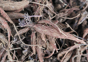 紫丹参种植技术 紫丹参应该怎么养殖