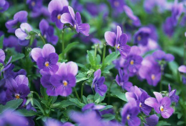 紫罗兰扦插繁殖技术，紫罗兰怎么扦插