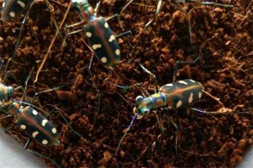 奔跑最快的“虎甲虫”是益虫还是害虫？有毒吗？