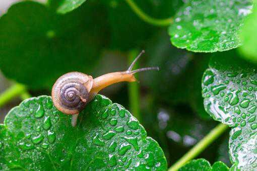 雨后出现的大蜗牛有毒吗 雨后出现的大蜗牛有毒吗为什么