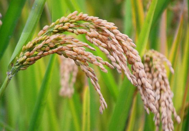 水稻如何科学选种，水稻挑选种子需要注意什么