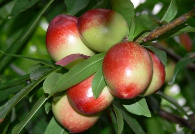 油桃的繁殖方法及种植要点，油桃如何管控水肥