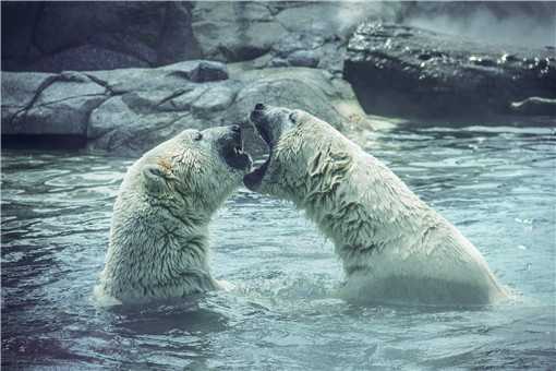 北极熊吃上特制60斤冰粽！具体什么情况？看详情！