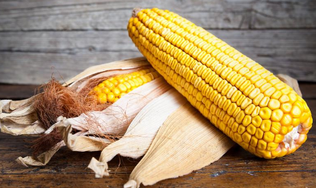 增加玉米产量的种植方法有哪些 玉米养护技巧总结