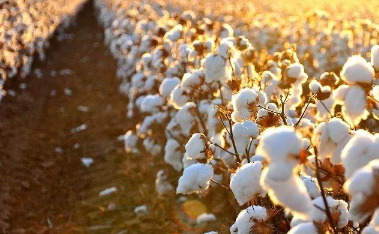 棉花的需肥规律，棉花怎么施肥能高产