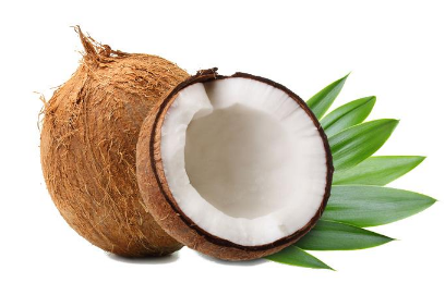 椰子产地和栽培技术，椰子养护技巧总结