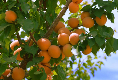 杏子栽培技术，杏子怎么种植好 杏子栽培技术,杏子怎么种植好呢