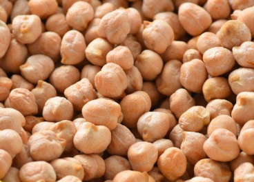 鹰嘴豆的高产种植技术 鹰嘴豆怎么养殖