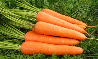 胡萝卜的高效种植技术介绍 胡萝卜生长条件养殖