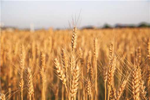 2021小麦最新行情价格走势