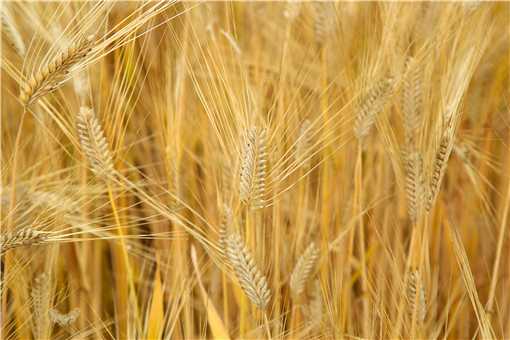 2021小麦最新行情价格走势