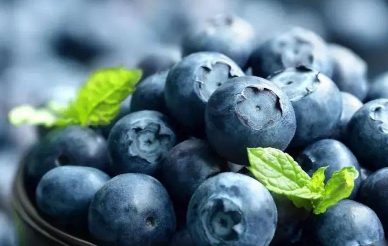 蓝莓种植的日常管理技巧 蓝莓养殖应该注意什么
