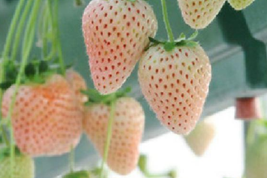 家庭盆栽菠萝莓高产种植方法有哪些，菠萝莓养殖需要注意什么