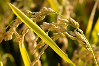 水稻的育苗移栽技术注意什么 水稻生长条件总结