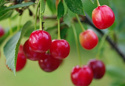 樱桃高产种植要点介绍 樱桃应该怎么养殖