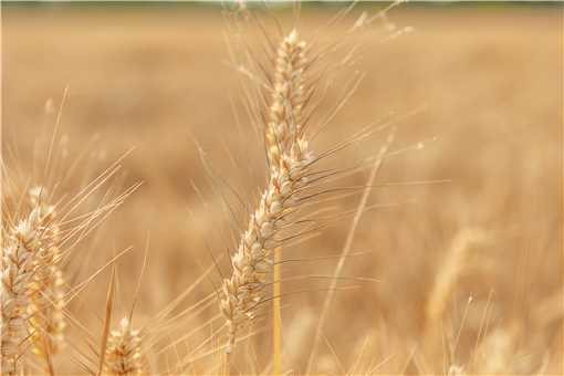 山东小麦价格2021最新行情