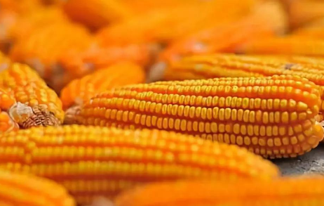 如何挑选高品质玉米种，玉米种子的选择技巧
